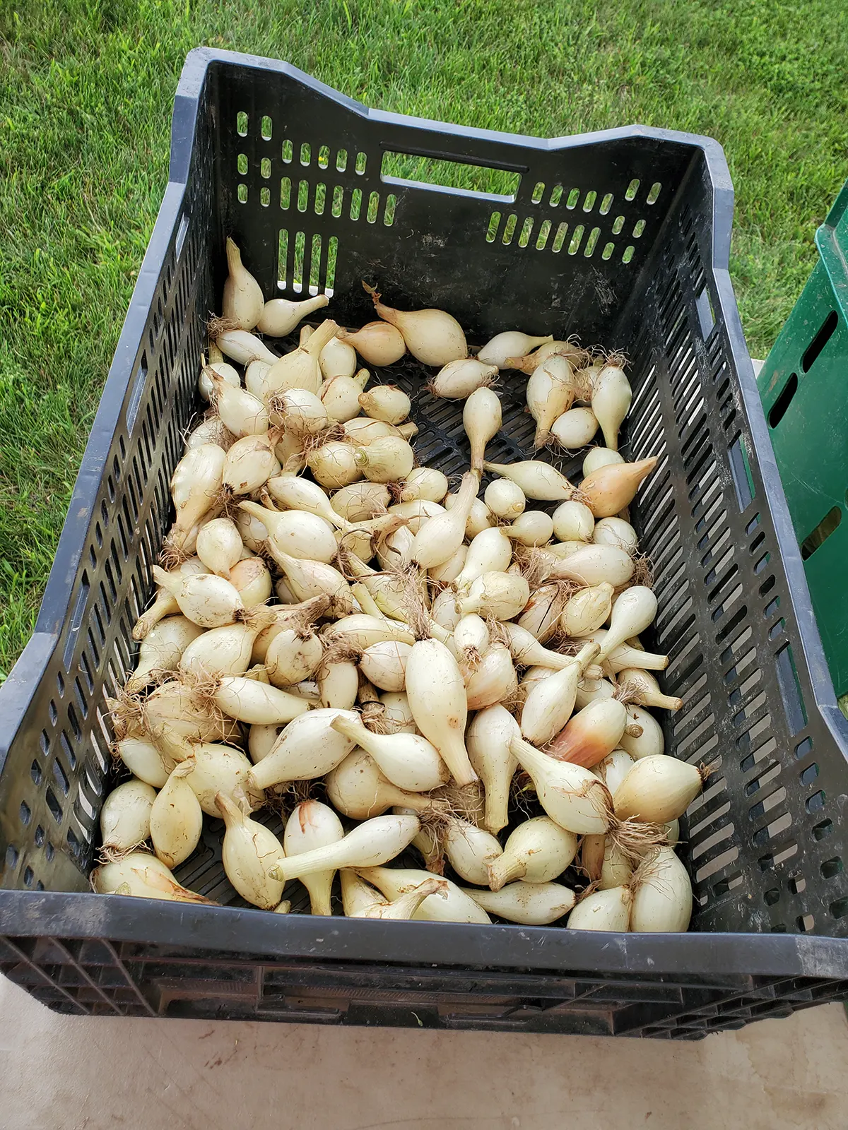 Monaghan Medical CSA Program